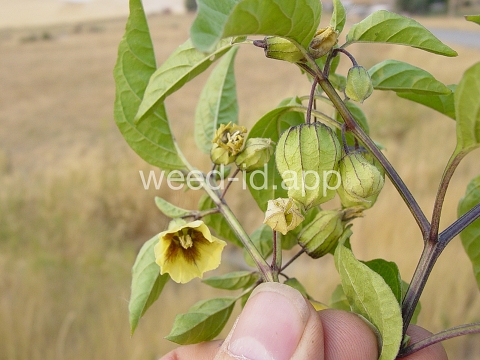 groundcherry, longleaf
